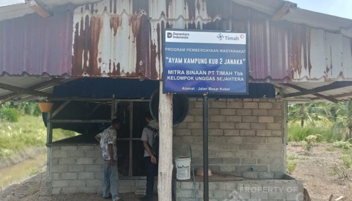 PT Timah Perkuat Ekonomi Lokal Lewat Peternakan Ayam Kampung di Kabupaten Karimun 