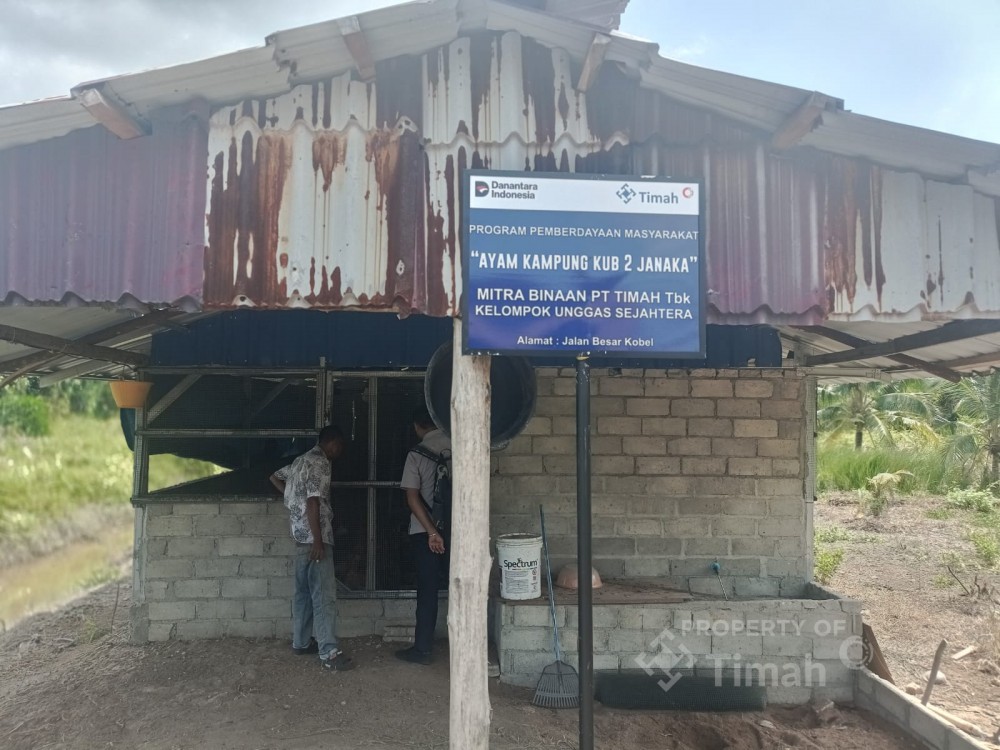 PT Timah Perkuat Ekonomi Lokal Lewat Peternakan Ayam Kampung di Kabupaten Karimun 