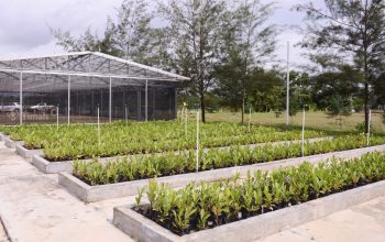 PT Timah Reklamasi 354 Hektar Lahan Bekas Tambang di Bangka Belitung