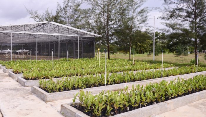 PT Timah Reklamasi 354 Hektar Lahan Bekas Tambang di Bangka Belitung