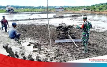 Babinsa Lepar Pongok Turun ke Sawah, Dorong Ketahanan Pangan dari Desa