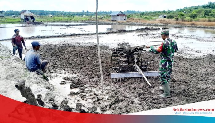 Babinsa Lepar Pongok Turun ke Sawah, Dorong Ketahanan Pangan dari Desa
