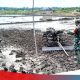 Babinsa Lepar Pongok Turun ke Sawah, Dorong Ketahanan Pangan dari Desa