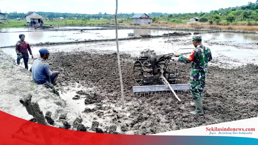 Babinsa Lepar Pongok Turun ke Sawah, Dorong Ketahanan Pangan dari Desa