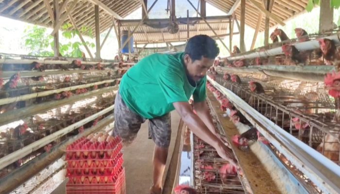 Sempat Sulit Terjual, Kini Seluruh Telur Peternak Ayam Ini Terserap Berkat MBG