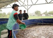 Program MBG Dorong Rantai Pasok Lokal, Budidaya Lele Jadi Tulang Punggung