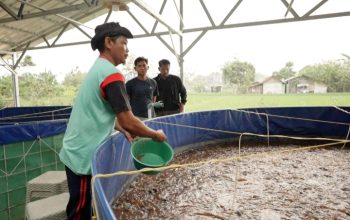 Program MBG Dorong Rantai Pasok Lokal, Budidaya Lele Jadi Tulang Punggung