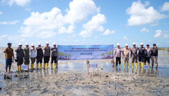 PT Timah dan Masyarakat Bergerak Jaga Alam Lewat Penanaman Mangrove di Pantai Mudong