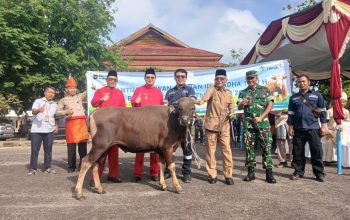 Momentum Iduladha dan HUT Bangka Barat, PT Timah Salurkan 39 Ekor Sapi Kurban
