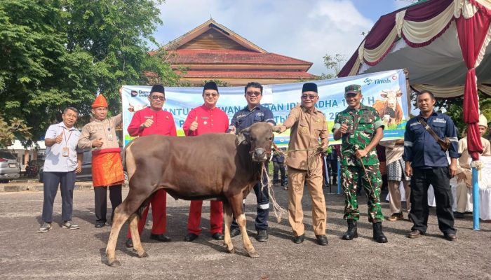 Momentum Iduladha dan HUT Bangka Barat, PT Timah Salurkan 39 Ekor Sapi Kurban