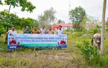 PT Timah Salurkan 31 Sapi Kurban untuk Warga Bangka Selatan