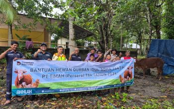 PT Timah Distribusikan 46 Sapi Kurban di Pulau Belitung