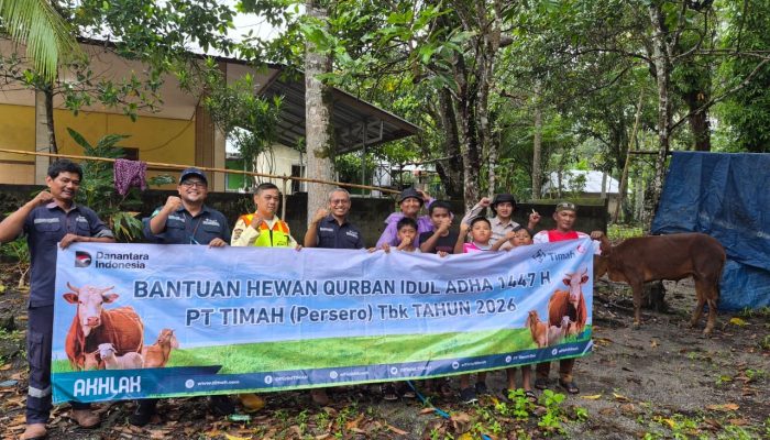 PT Timah Distribusikan 46 Sapi Kurban di Pulau Belitung