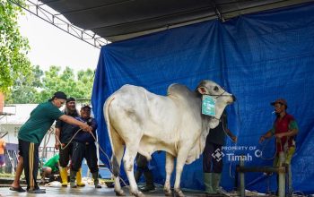 PT Timah Bagikan Ribuan Paket Daging untuk Warga