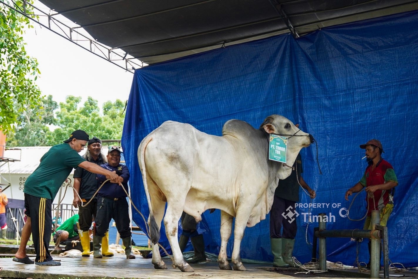 PT Timah Bagikan Ribuan Paket Daging untuk Warga