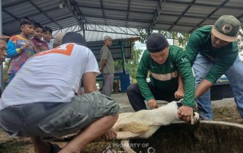 Karyawan PT Timah Berbagi Kebahagiaan Iduladha Lewat Kurban untuk Masyarakat