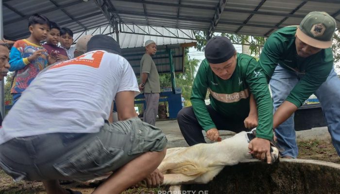 Karyawan PT Timah Berbagi Kebahagiaan Iduladha Lewat Kurban untuk Masyarakat