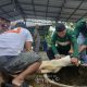 Karyawan PT Timah Berbagi Kebahagiaan Iduladha Lewat Kurban untuk Masyarakat