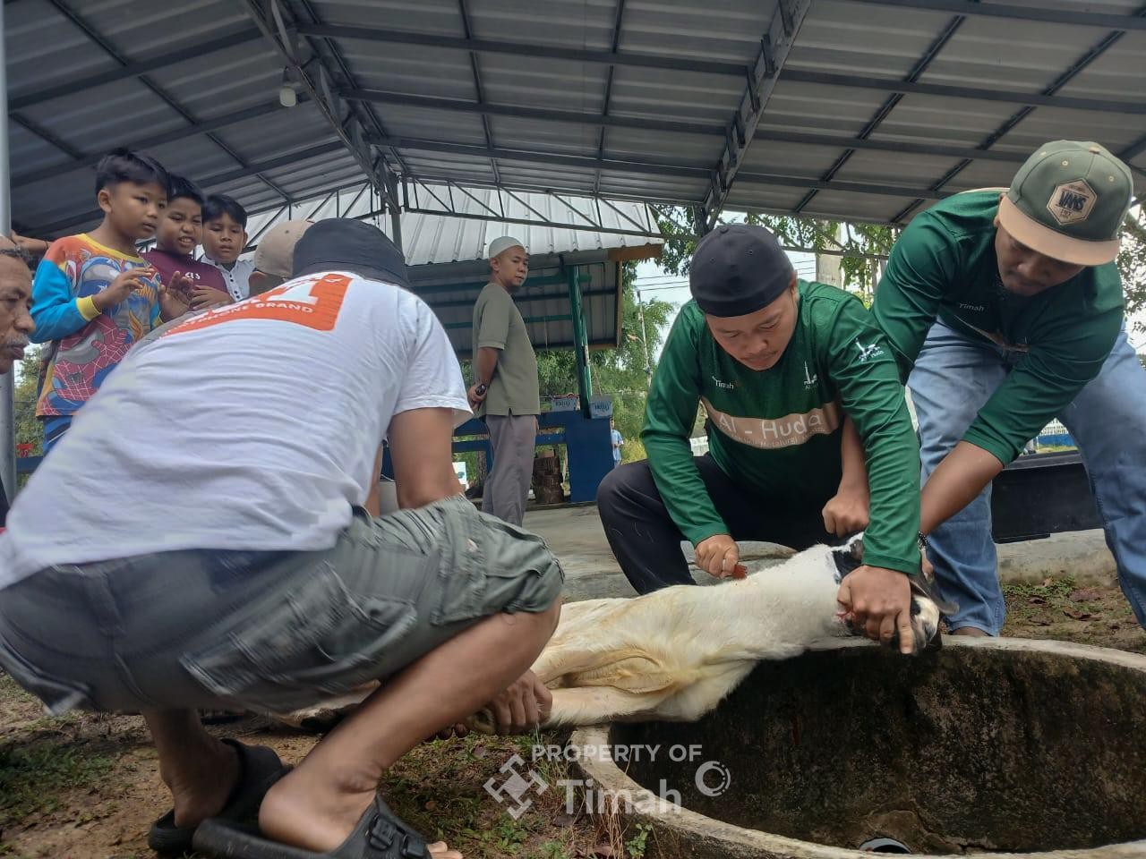 Karyawan PT Timah Berbagi Kebahagiaan Iduladha Lewat Kurban untuk Masyarakat
