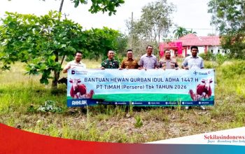 Pemkab Basel Terima 91 Ekor Sapi Kurban dari Mitra Perusahaan, PT Timah Jadi Penyumbang Terbanyak
