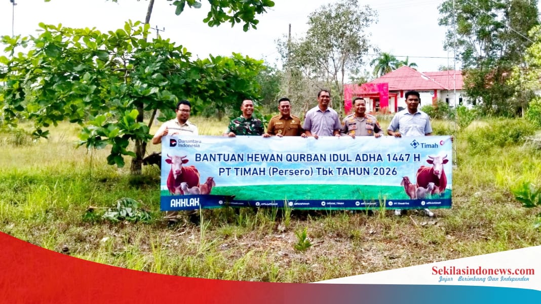 Pemkab Basel Terima 91 Ekor Sapi Kurban dari Mitra Perusahaan, PT Timah Jadi Penyumbang Terbanyak