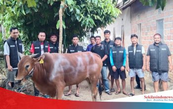 Tim Baher Gelar Penyembelihan Sapi Kurban di Sekretariat Usai Salat Id