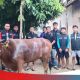 Tim Baher Gelar Penyembelihan Sapi Kurban di Sekretariat Usai Salat Id