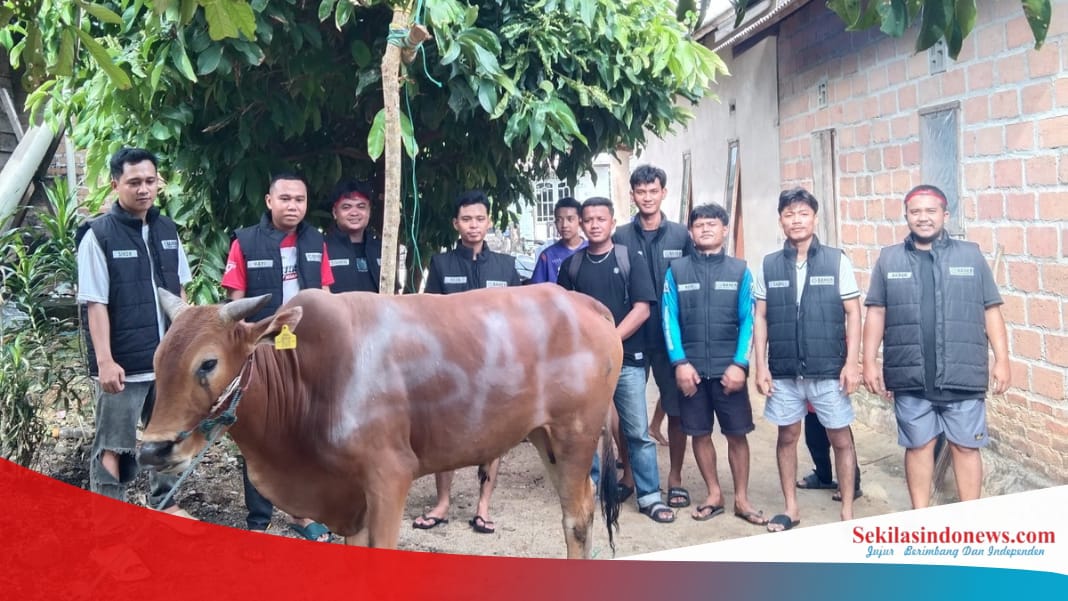 Tim Baher Gelar Penyembelihan Sapi Kurban di Sekretariat Usai Salat Id