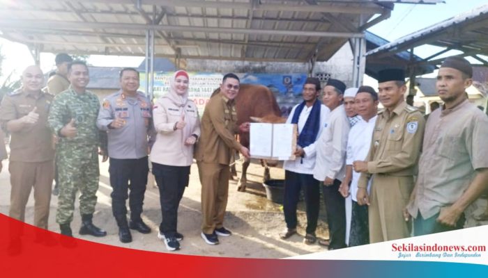 Riza-Debby Serahkan Sapi Kurban Limousin Bobot 1 Ton dari Presiden Prabowo ke Desa Paku