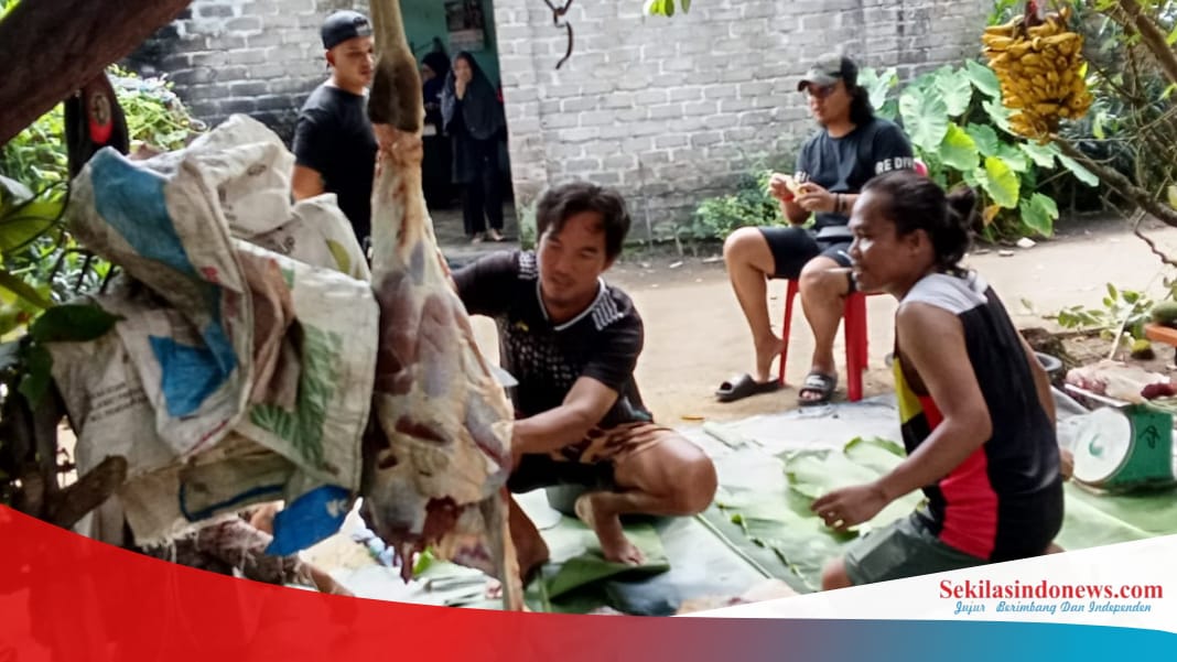 PWI Basel Sembelih 1 Ekor Sapi Kurban, Nopranda Putra: Terimakasih PT Timah