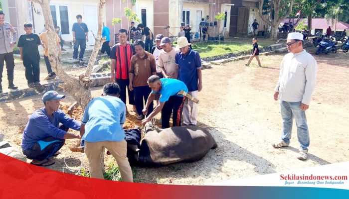 Polsek Lepar Pongok Sembelih 1 Ekor Sapi Kurban di Musala Ar Rahman