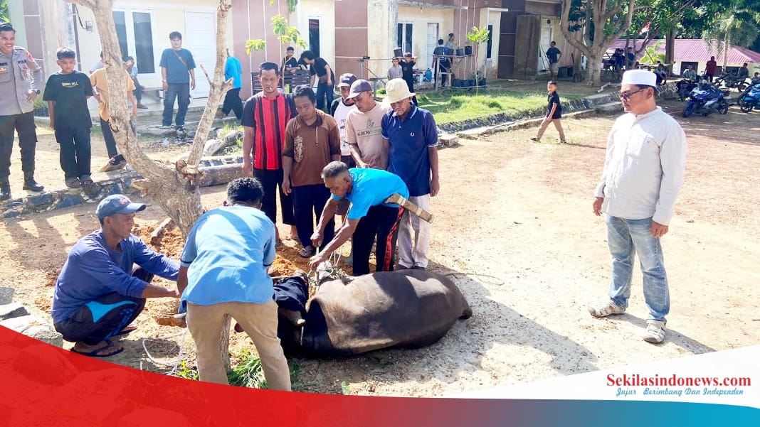 Polsek Lepar Pongok Sembelih 1 Ekor Sapi Kurban di Musala Ar Rahman