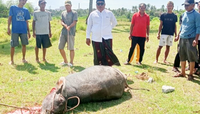 Dua Ekor Kerbau Setiap Tahun, H. Habibbudin Tebar Kebahagiaan untuk Yatim dan Kaum Dhuafa