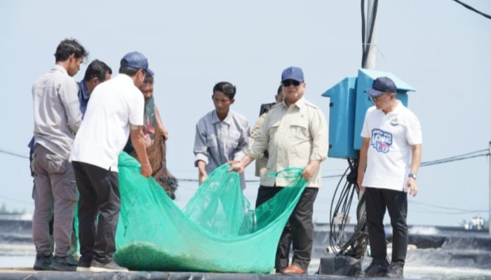 Momen Prabowo Ikut Tarik Jaring Bersama Nelayan Tambak Saat Panen Raya Udang di Kebumen