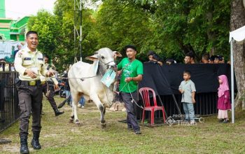 PT Timah Salurkan 281 Hewan Kurban pada Idul Adha 2026, Kepala Daerah Beri Apresiasi