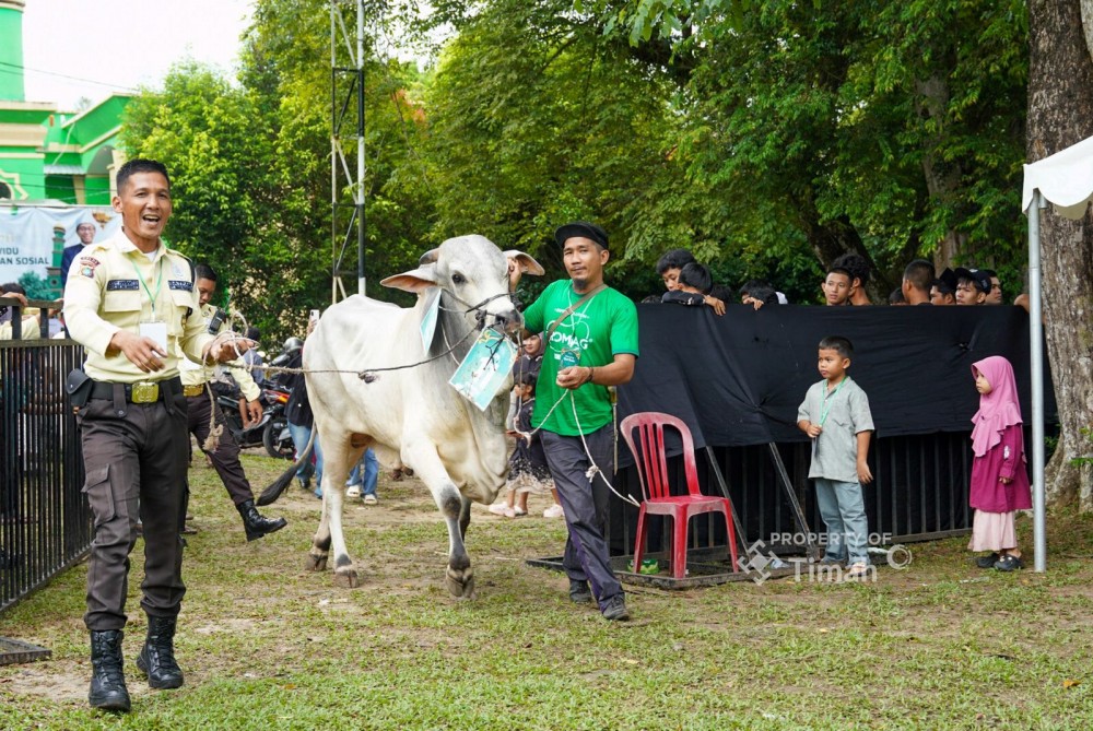 PT Timah Salurkan 281 Hewan Kurban pada Idul Adha 2026, Kepala Daerah Beri Apresiasi