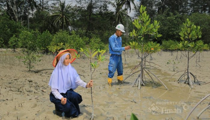 PT TIMAH dan Masyarakat Bersinergi Menanam Ribuan Mangrove untuk Lingkungan Berkelanjutan
