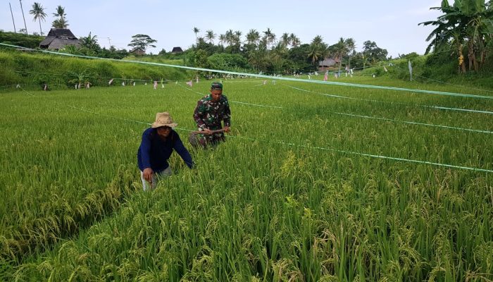 Babinsa Koramil 2306/Mancak Perkuat Ketahanan Pangan Lewat Pendampingan Petani di Wilayah Binaan