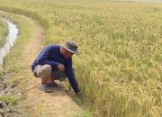 Petani Cirebon Rasakan Manfaat Program Prabowo, Pompanisasi Jaga Sawah Tetap Produktif di Musim Kemarau