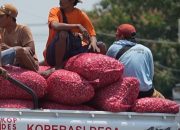 Berdayakan Ekonomi Desa, KDKMP di Nganjuk Serap Bawang Petani di Atas Harga Pasar