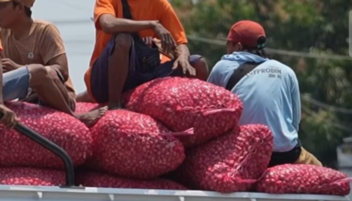 Berdayakan Ekonomi Desa, KDKMP di Nganjuk Serap Bawang Petani di Atas Harga Pasar