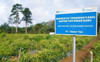 Dukung Ketahanan Pangan, PT Timah Bina Petani hingga Kelompok Hidroponik di Wilayah Operasional