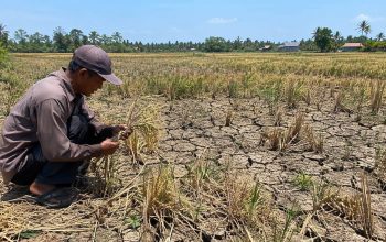 Dampak Kemarau Panjang, 104 Hektare Sawah di Bangka Selatan Gagal Panen