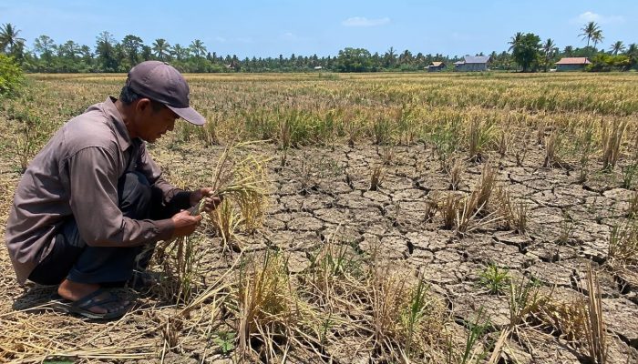 Dampak Kemarau Panjang, 104 Hektare Sawah di Bangka Selatan Gagal Panen