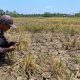 Dampak Kemarau Panjang, 104 Hektare Sawah di Bangka Selatan Gagal Panen