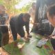 Sempat Kabur 20 Meter, Bule Diringkus Satresnarkoba Polres Basel dengan 45 Paket Sabu